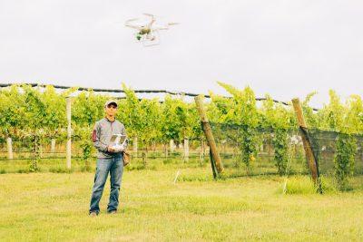 A man stands in a vineyard flying a drone.