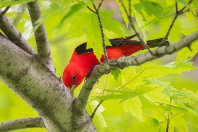A red bird in a tree branch. 
